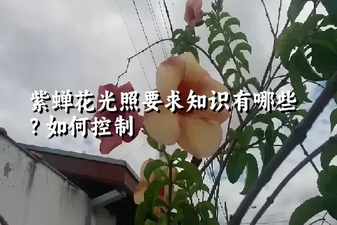 紫蝉花光照要求知识有哪些？如何控制