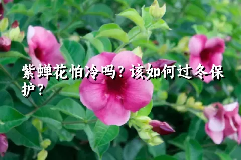 紫蝉花怕冷吗？该如何过冬保护？