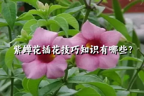 紫蝉花插花技巧知识有哪些？