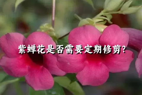 紫蝉花是否需要定期修剪？