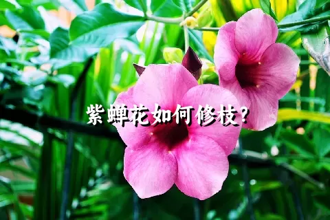 紫蝉花如何修枝？