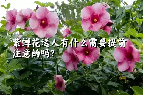 紫蝉花送人有什么需要提前注意的吗？