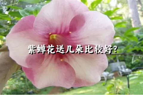 紫蝉花送几朵比较好？