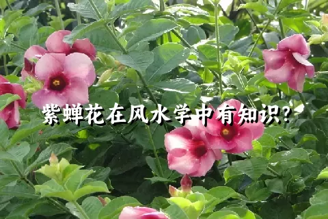 紫蝉花在风水学中有知识？