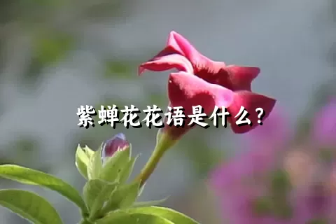 紫蝉花花语是什么？