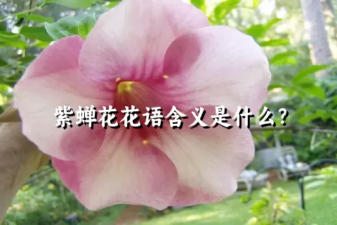 紫蝉花花语含义是什么？