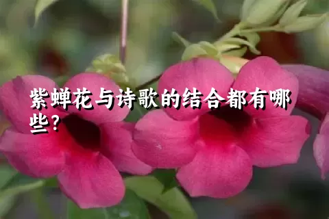 紫蝉花与诗歌的结合都有哪些？