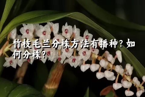 竹枝毛兰分株方法有播种？如何分株？