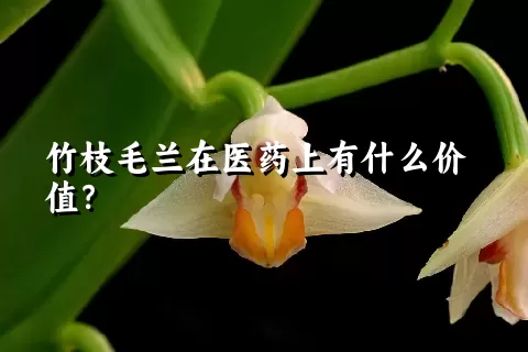 竹枝毛兰在医药上有什么价值？