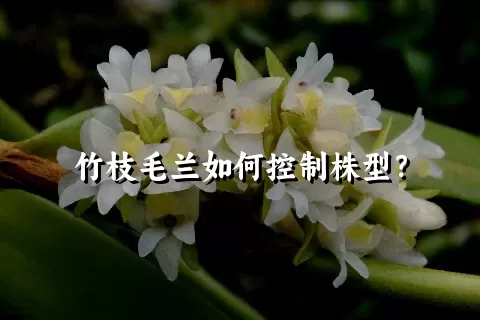 竹枝毛兰如何控制株型？