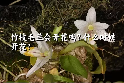 竹枝毛兰会开花吗？什么时候开花？