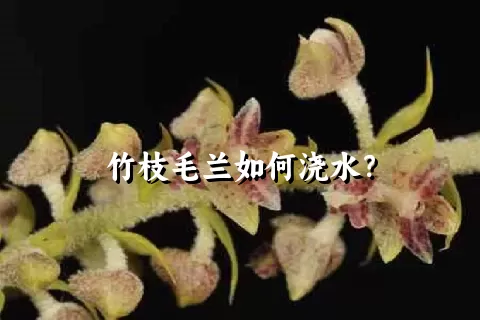 竹枝毛兰如何浇水？