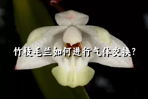 竹枝毛兰如何进行气体交换？