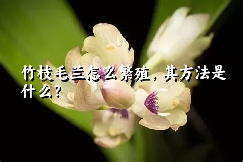 竹枝毛兰怎么繁殖，其方法是什么？