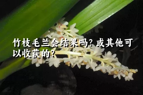 竹枝毛兰会结果吗？或其他可以收获的？