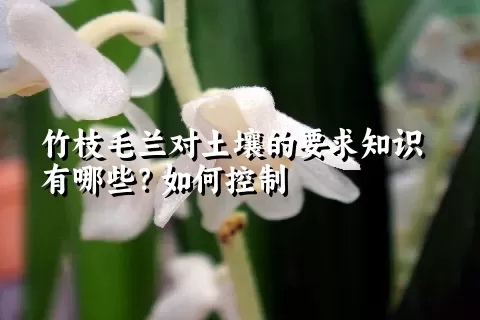 竹枝毛兰对土壤的要求知识有哪些？如何控制