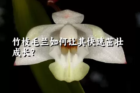 竹枝毛兰如何让其快速茁壮成长？