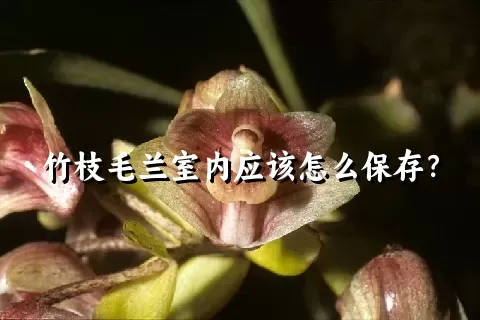 竹枝毛兰室内应该怎么保存？