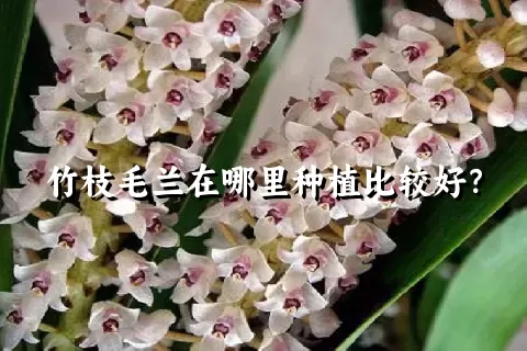 竹枝毛兰在哪里种植比较好？