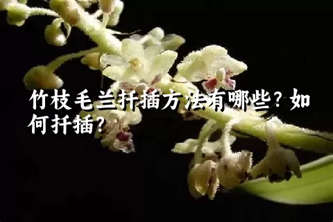 竹枝毛兰扦插方法有哪些？如何扦插？