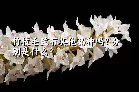 竹枝毛兰有其他品种吗？分别是什么？