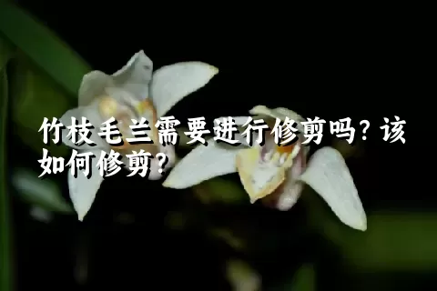 竹枝毛兰需要进行修剪吗？该如何修剪？