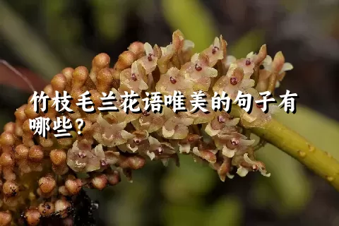 竹枝毛兰花语唯美的句子有哪些？