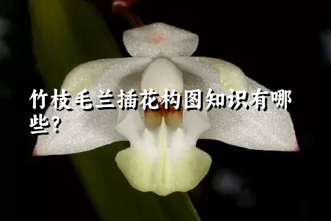 竹枝毛兰插花构图知识有哪些？