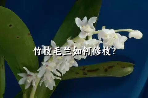 竹枝毛兰如何修枝？