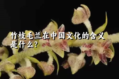 竹枝毛兰在中国文化的含义是什么？