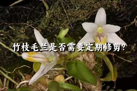 竹枝毛兰是否需要定期修剪？