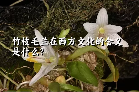 竹枝毛兰在西方文化的含义是什么？