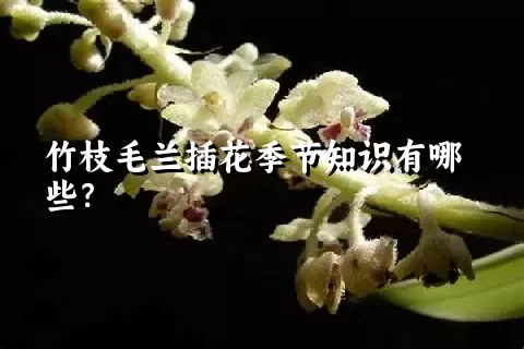 竹枝毛兰插花季节知识有哪些？