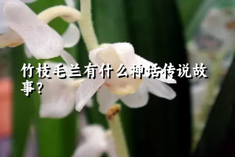 竹枝毛兰有什么神话传说故事？