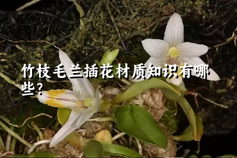 竹枝毛兰插花材质知识有哪些？