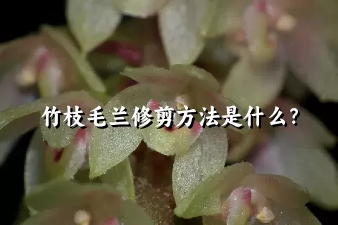 竹枝毛兰修剪方法是什么？