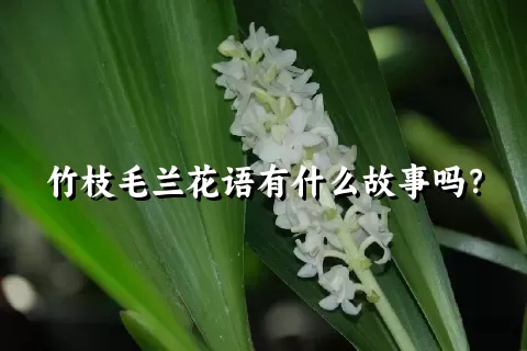 竹枝毛兰花语有什么故事吗？