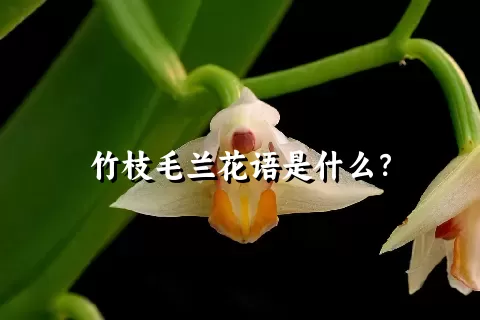 竹枝毛兰花语是什么？