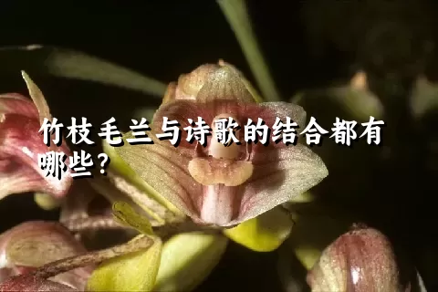 竹枝毛兰与诗歌的结合都有哪些？