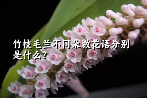 竹枝毛兰不同朵数花语分别是什么？