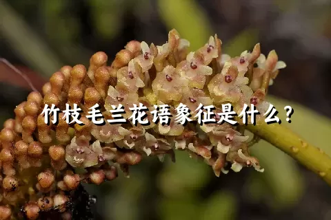 竹枝毛兰花语象征是什么？