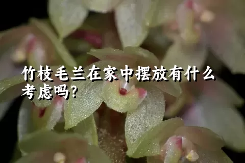 竹枝毛兰在家中摆放有什么考虑吗？