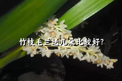 竹枝毛兰送几朵比较好？