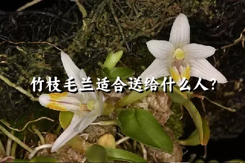 竹枝毛兰适合送给什么人？