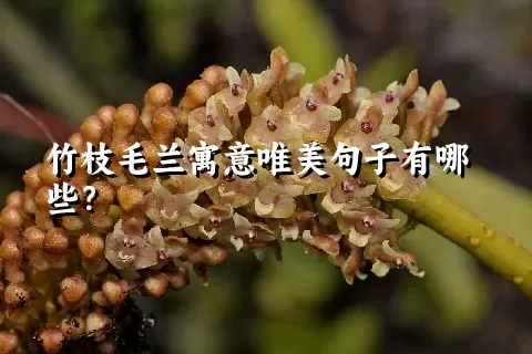 竹枝毛兰寓意唯美句子有哪些？