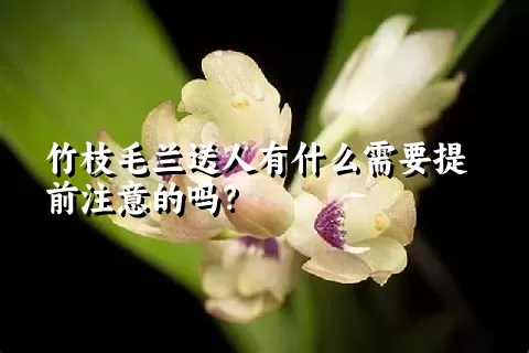 竹枝毛兰送人有什么需要提前注意的吗？