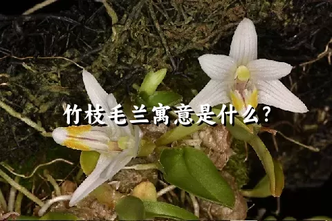 竹枝毛兰寓意是什么？