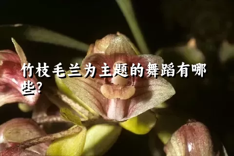 竹枝毛兰为主题的舞蹈有哪些？