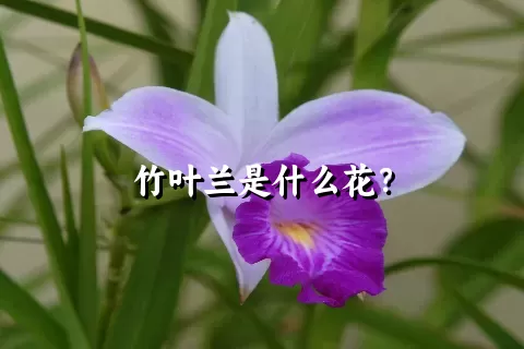 竹叶兰是什么花？