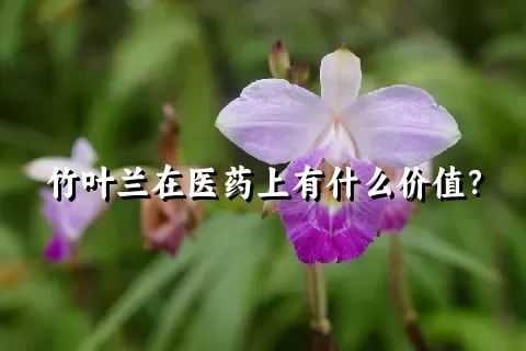 竹叶兰在医药上有什么价值？